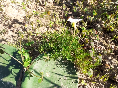 Oxalis capillacea (Oxalis capillacea)