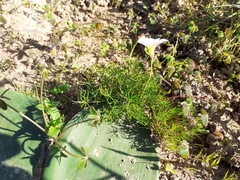 Oxalis capillacea