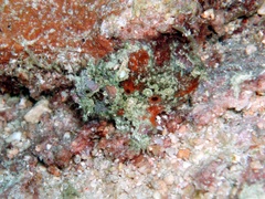 Antennarius maculatus