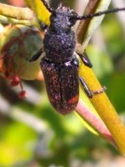 Zagymnus clerinus