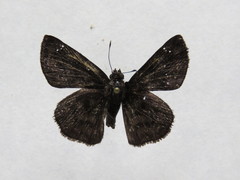 Nisoniades bromias