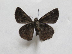 Nisoniades bromias