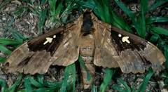 Lophostethus dumolinii