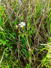Oxalis pusilla