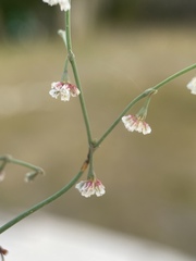Eriogonum cernuum