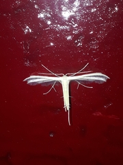 Pterophorus pentadactyla