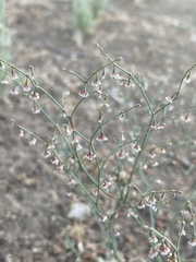 Eriogonum cernuum