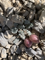 Astragalus platytropis