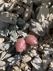 Astragalus platytropis