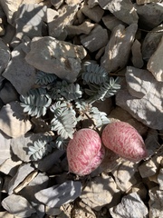 Astragalus platytropis