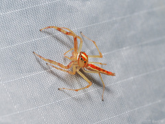 Viciria pavesii