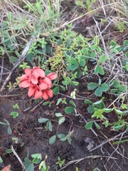 Indigofera procumbens