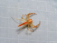 Viciria pavesii