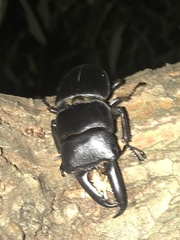 Serrognathus titanus platymelus