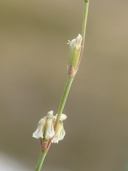 Eriogonum baileyi baileyi