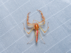 Viciria pavesii