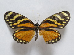 Eresia ithomioides alsina