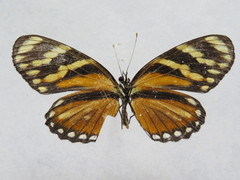 Eresia ithomioides alsina