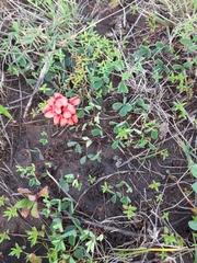 Indigofera procumbens