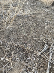 Eriogonum baileyi baileyi