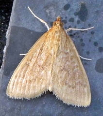 Framinghamia helvalis