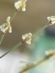 Eriogonum baileyi baileyi