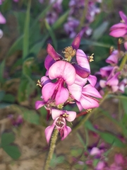 Indigofera discolor