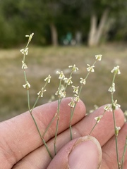 Eriogonum baileyi baileyi