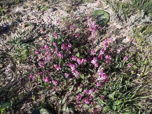 Image of Indigofera cousinsii by (c) Brian du Preez, some rights reserved (CC BY-SA)