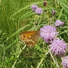 Pyronia tithonus