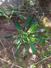 Pelargonium ellaphieae