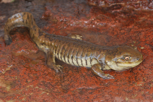 Western Tiger Salamander
