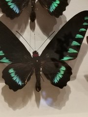 Ornithoptera