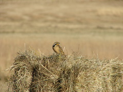 Macronyx flavicollis