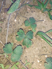 Pelargonium ternifolium
