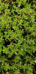 Heliophytum