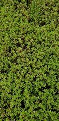 Heliophytum