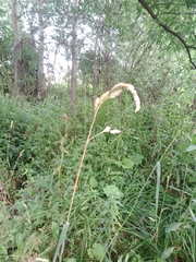 Dactylis glomerata