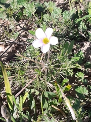 Oxalis amblyodonta