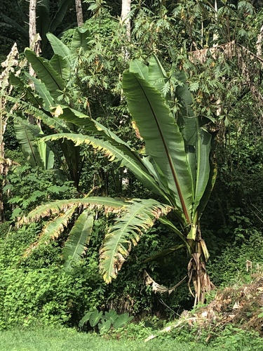Ensete ventricosum