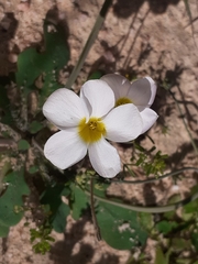 Oxalis pallens