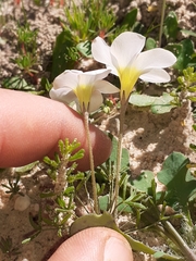 Oxalis pallens