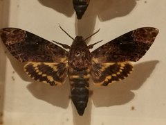 Acherontia