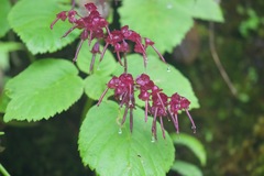 Didymocarpus primulifolius