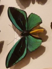 Ornithoptera