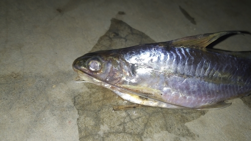 Gangetic mystus (Mystus cavasius) — Bagridae — 5