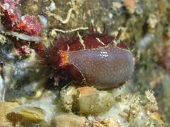 Staphylaea staphylaea