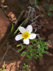 Oxalis tenella