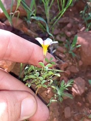 Oxalis tenella