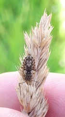 Nithecus jacobaeae